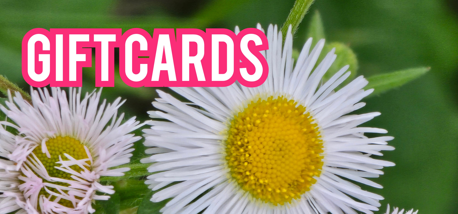 The Attic Gift card!